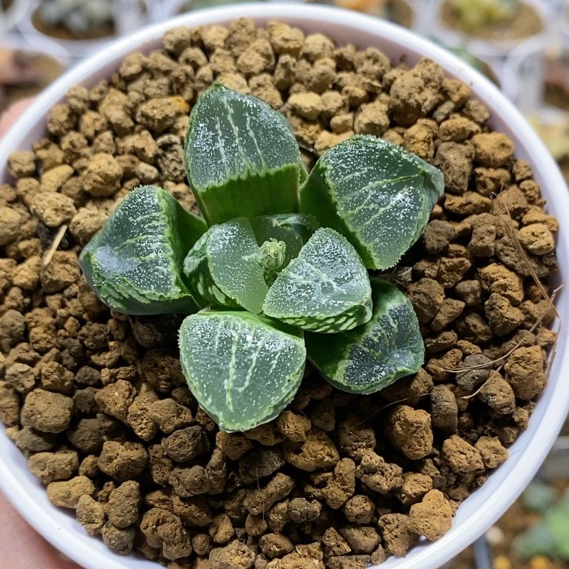 【闪购商品】74裹般若实生