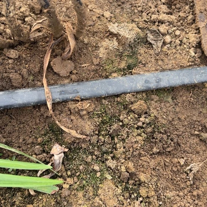 无花朵恩怡自用真的好土