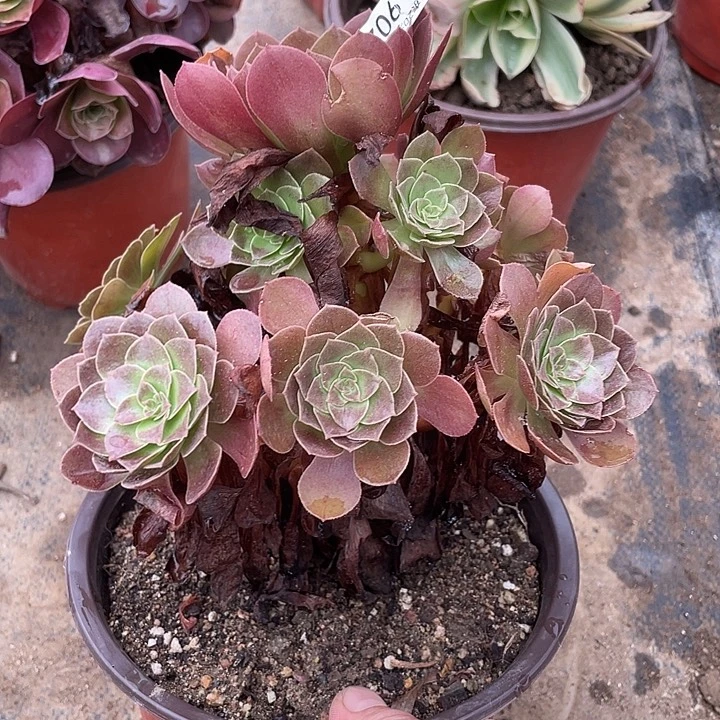 902黑寡妇多肉植物法师