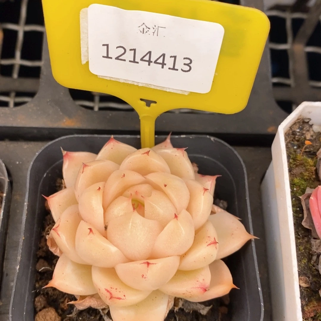 福利多多。1214413