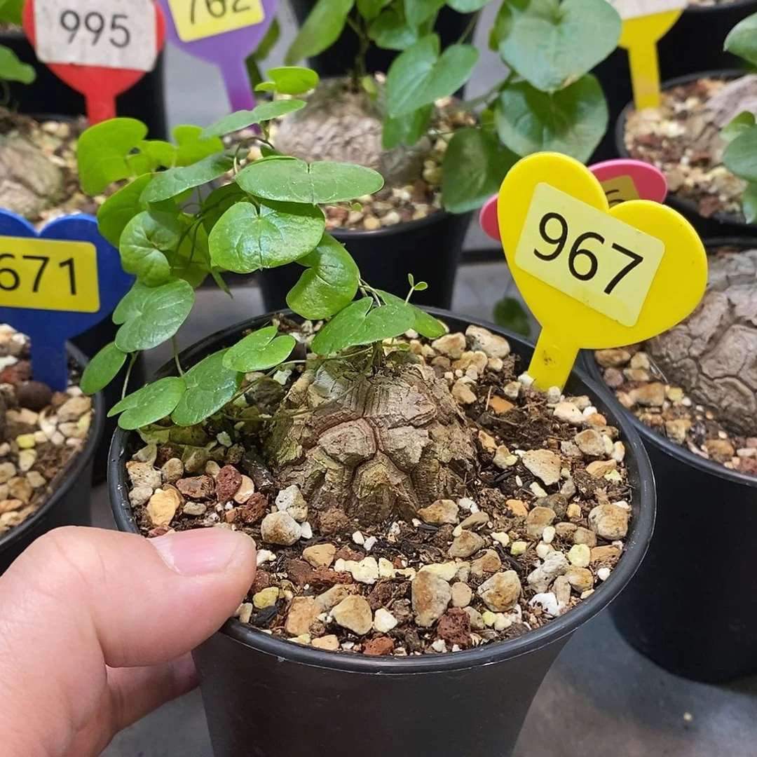 南非龟甲龙龟甲龙