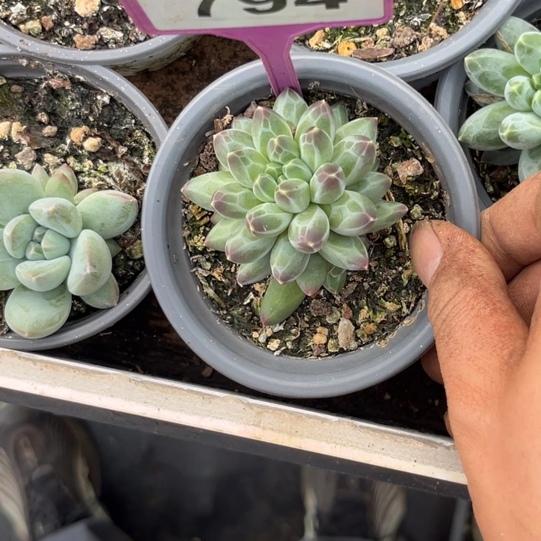 多肉植物申公豹794