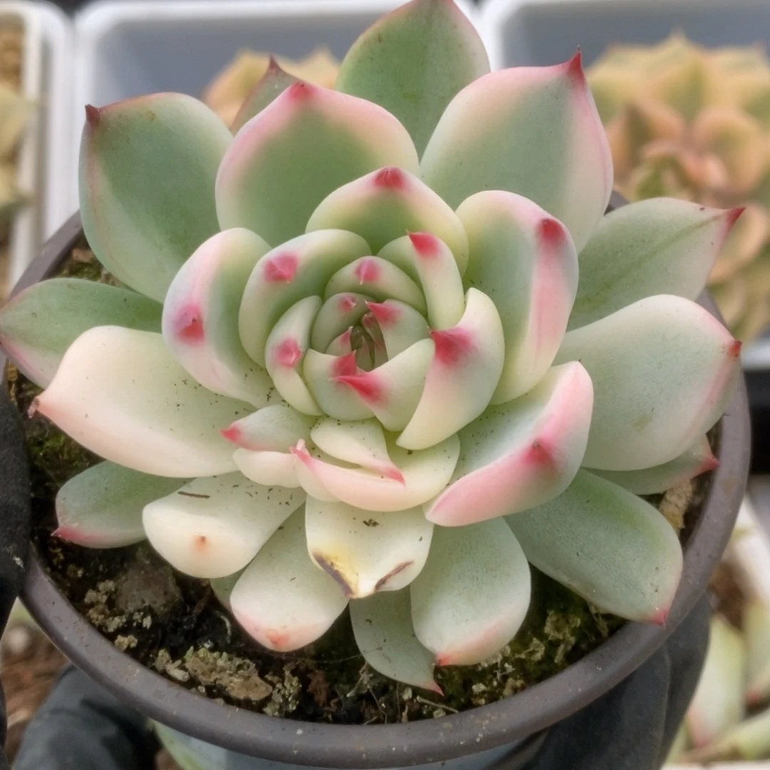078锦锦锦锦锦锦锦锦