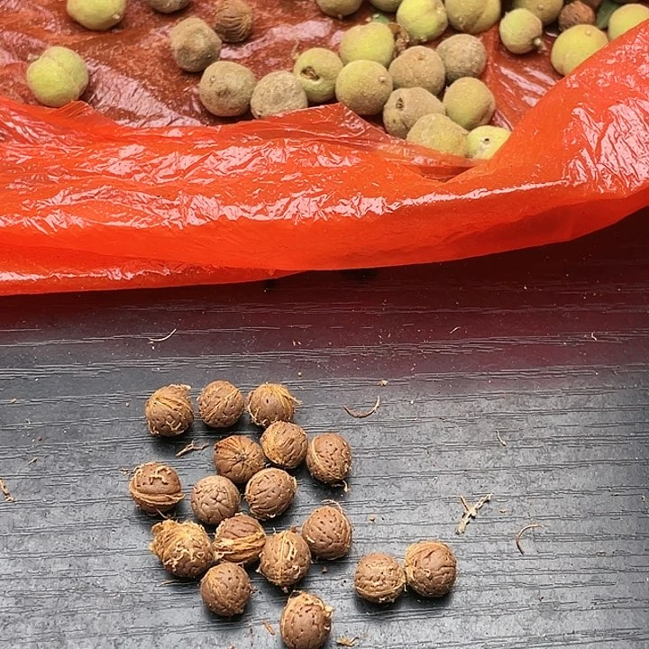 【闪购商品】核桃其他小*打孔费200米不退不换