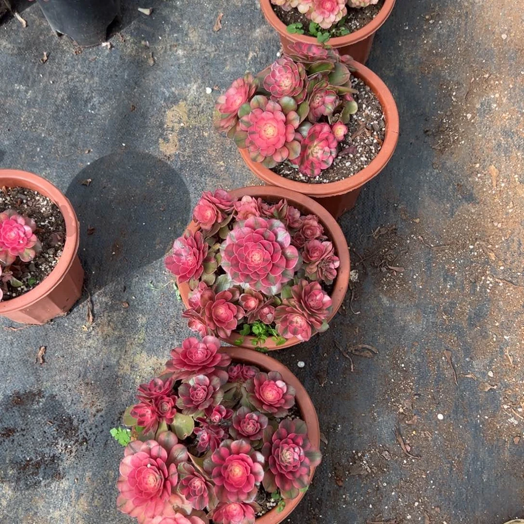 58荔枝朵朵一颗15多肉