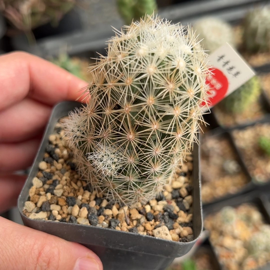 实生带崽孤僻丸一棵3.9cm
