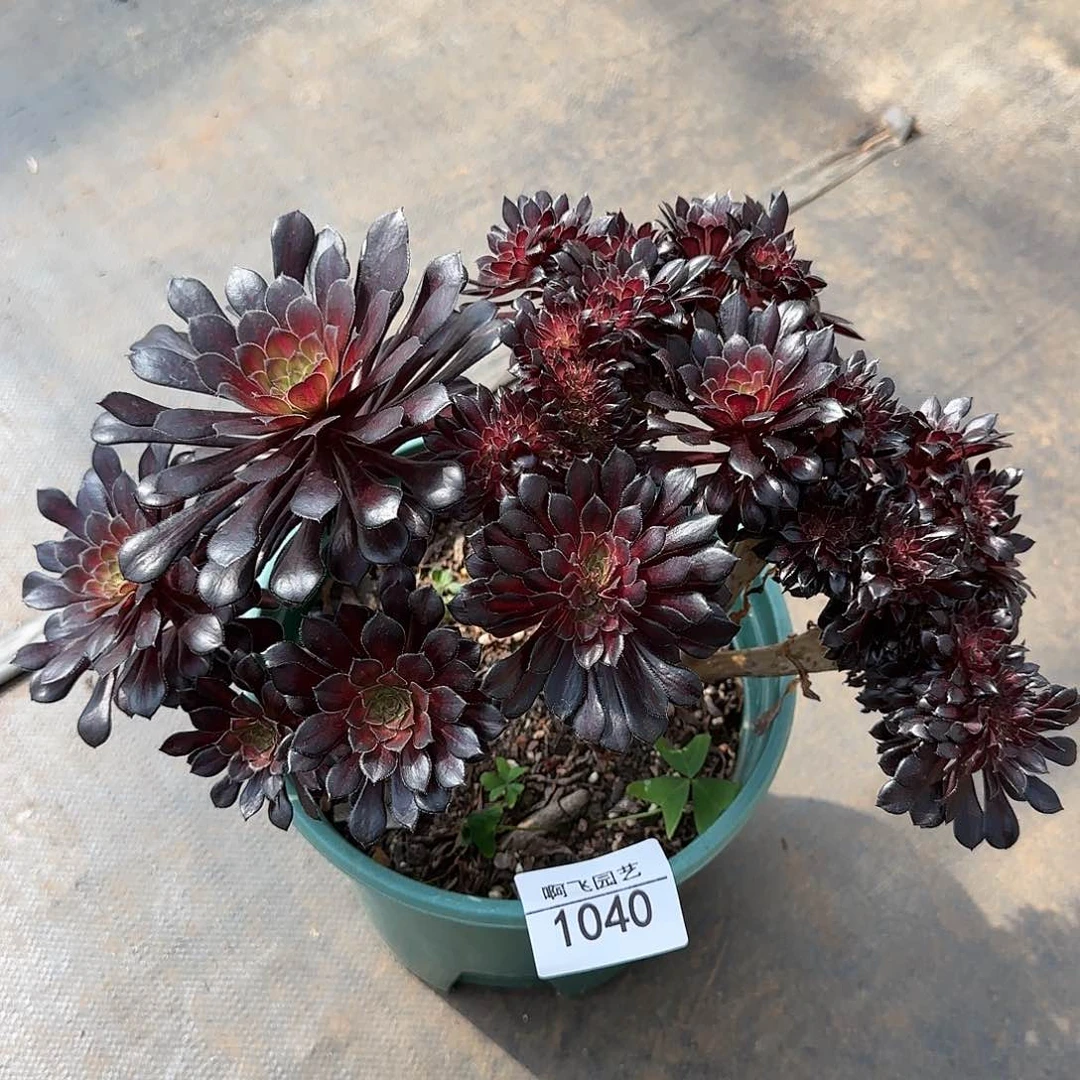 1040多肉 墨颜缀法师