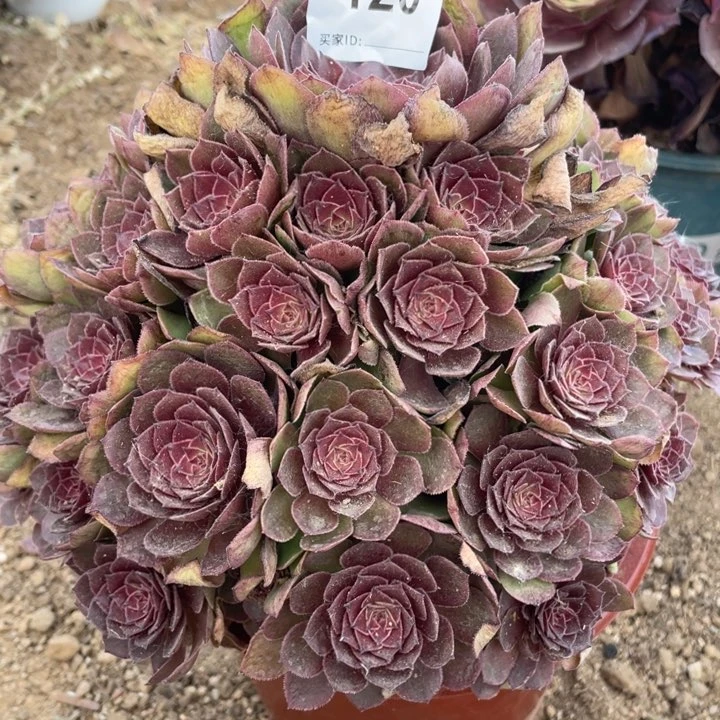 妞****120多肉植物红魔植物