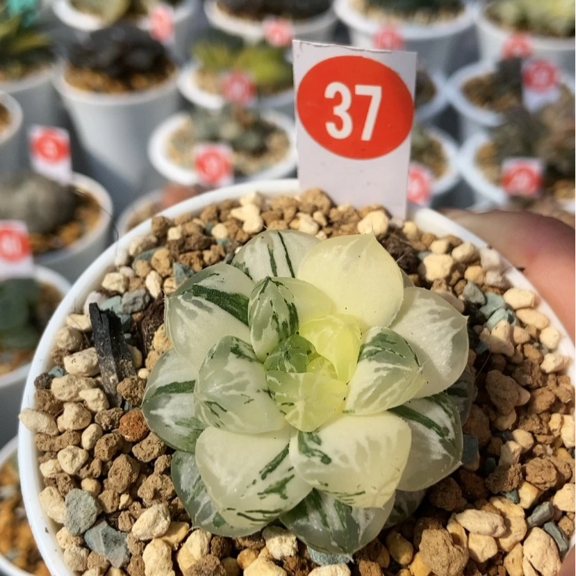 【闪购商品】37玛琳锦