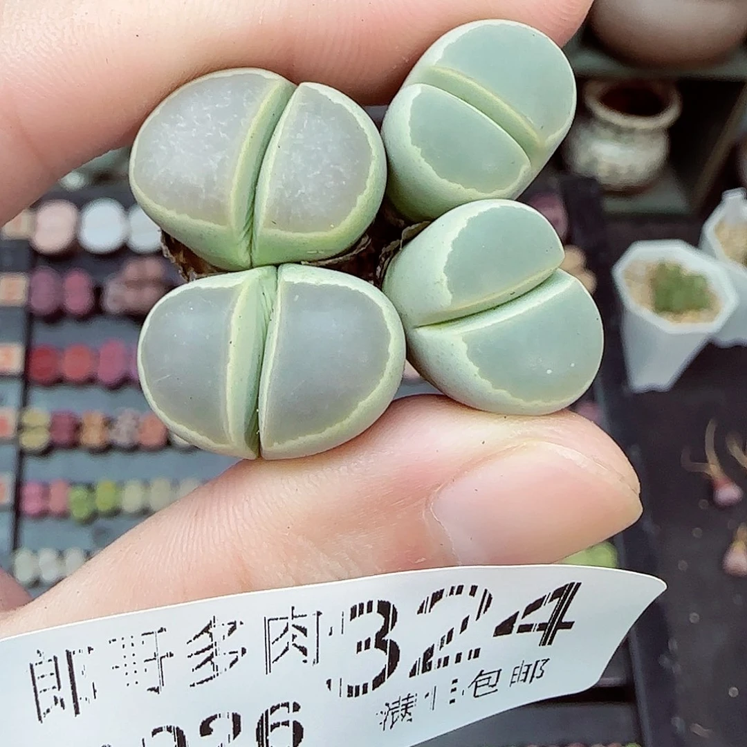 满满18包邮0926-324