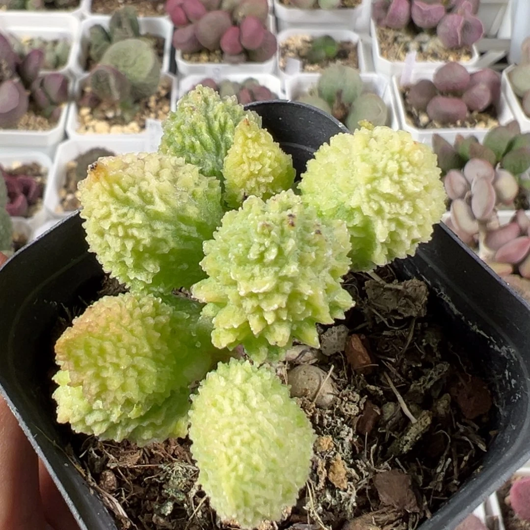w变异朱紫玉多肉植物水泡