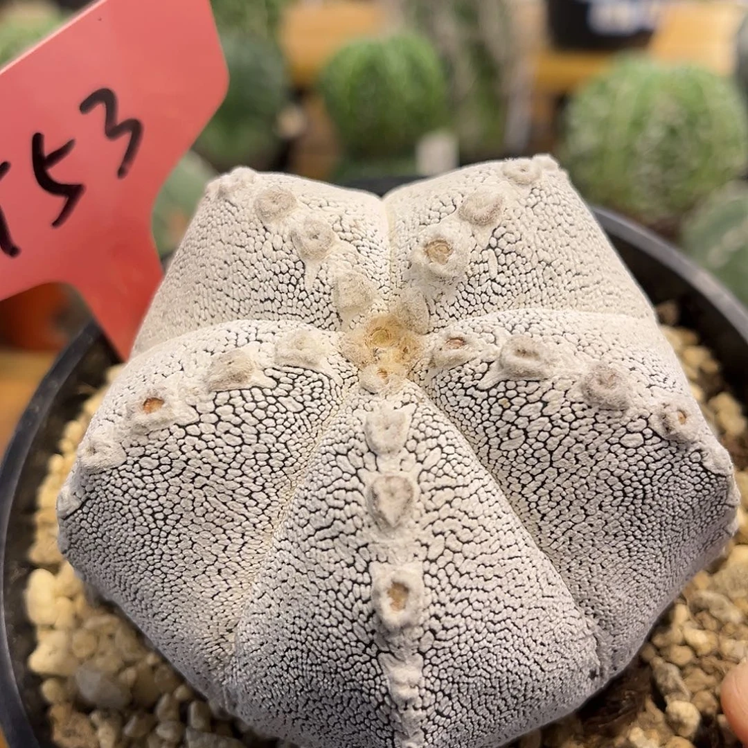 潮流植物  恩冢卵凤玉