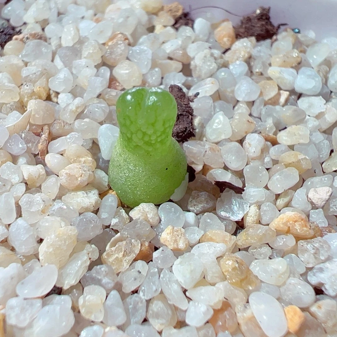 1110-140多肉多肉小葫芦