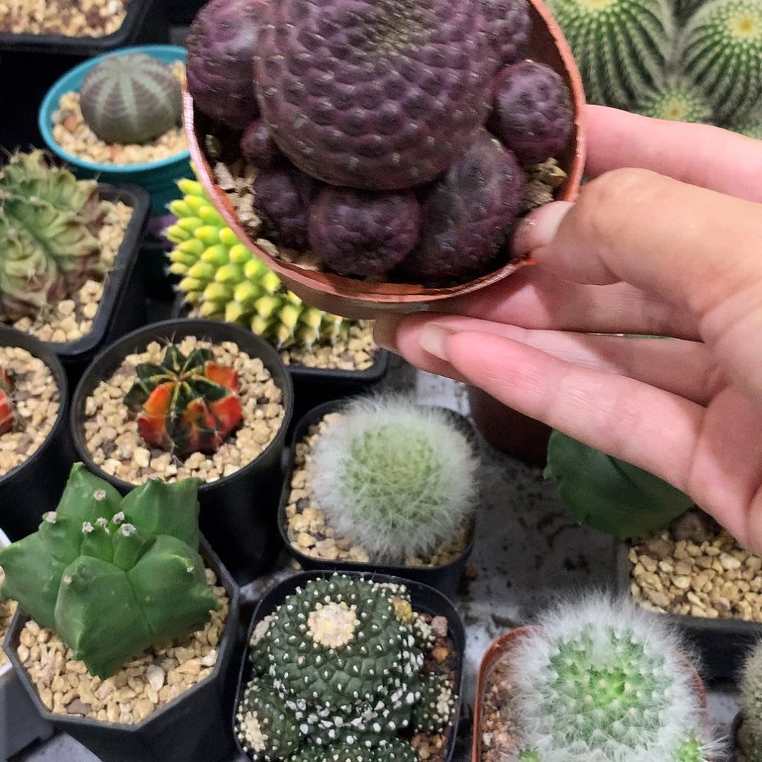 当前无花栽培后可以开花紫丽丸仙人球