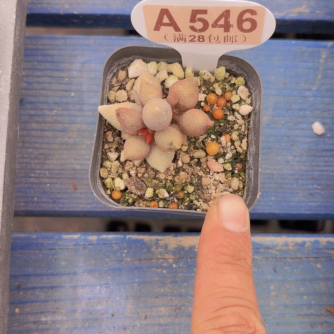 A546小辣椒一物一拍