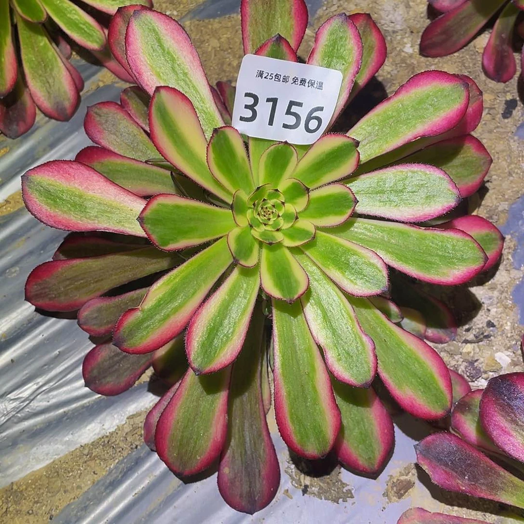 3156女儿红多肉植物