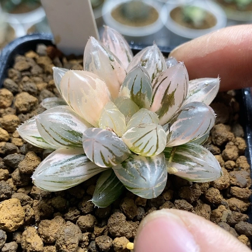 【闪购商品】228霓虹灯