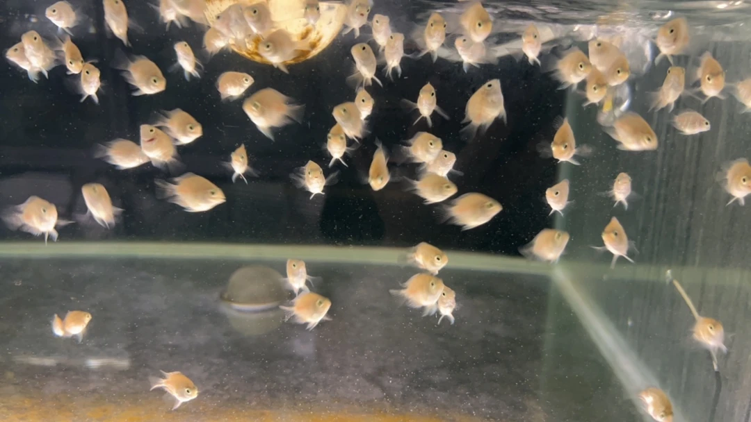 迷你鹦鹉鱼淡水热带活体观赏鱼白金桃心缩尾苗2cm左右耐活好养