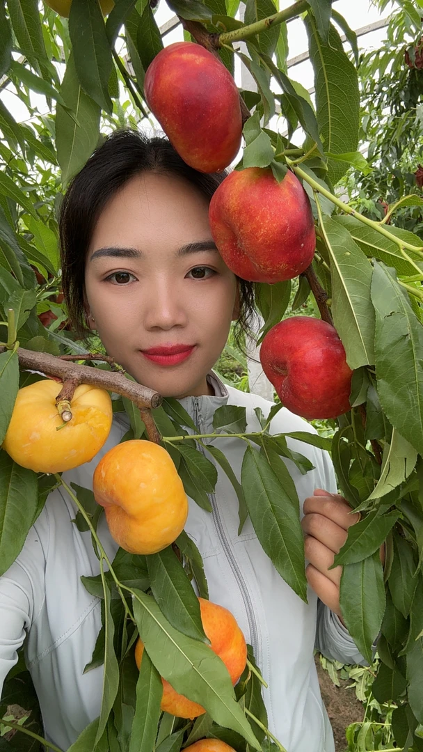 红玉油蟠-6月下旬成熟 不套袋子 也不裂果 纯甜口感