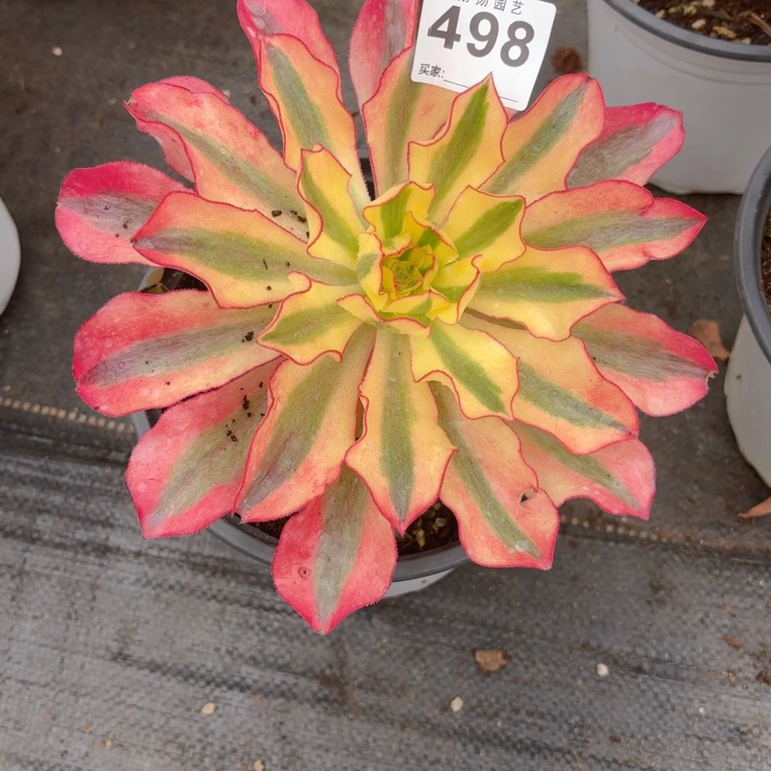 娥123  498多肉法师