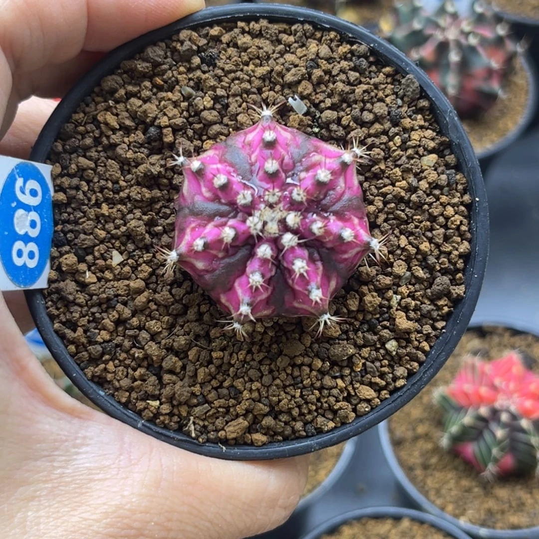 886海神  一物一拍