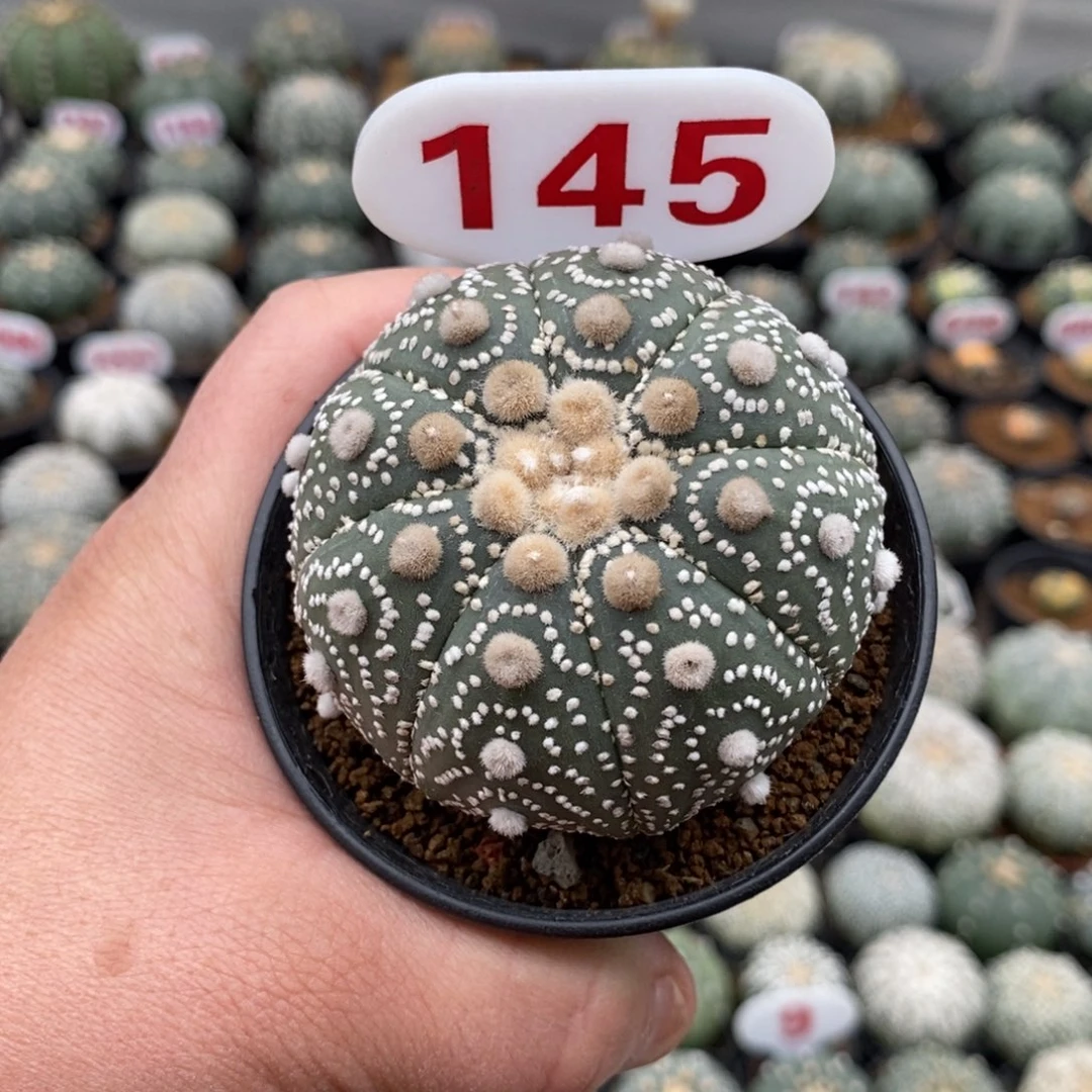 145福利来了来了