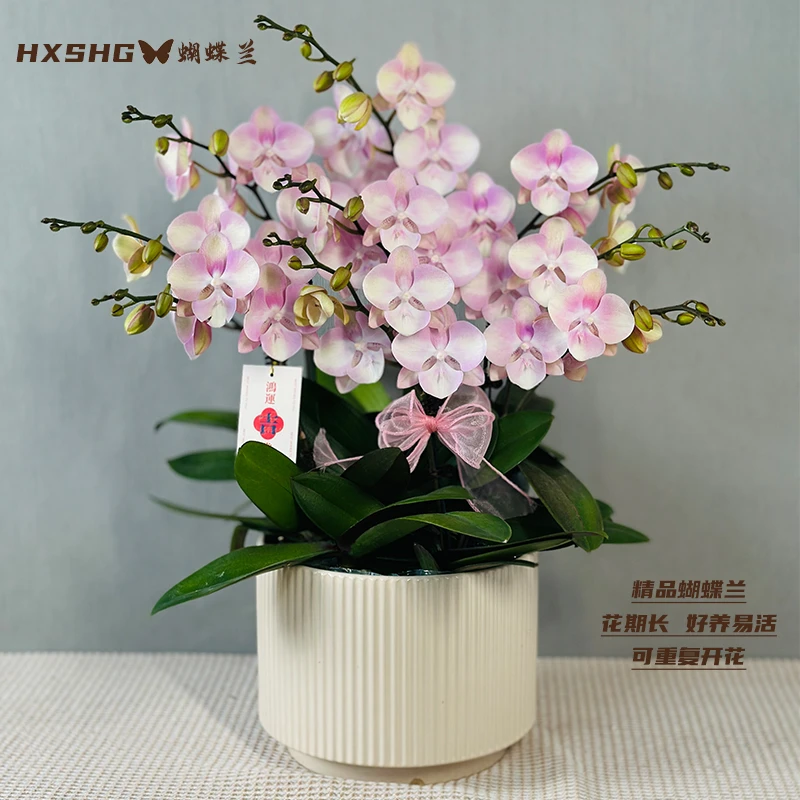 蝴蝶兰《威尼斯》特大盆 精品懒人花好养易活 带花带花苞发货