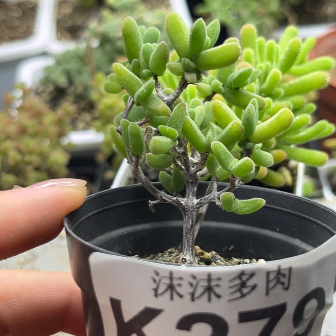 麻***^虾钳 279。