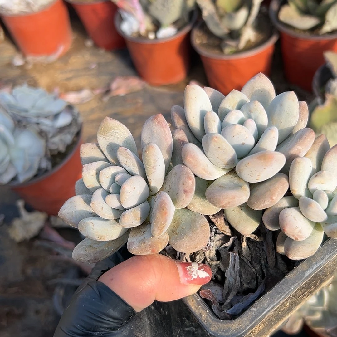 多肉植物香水多肉