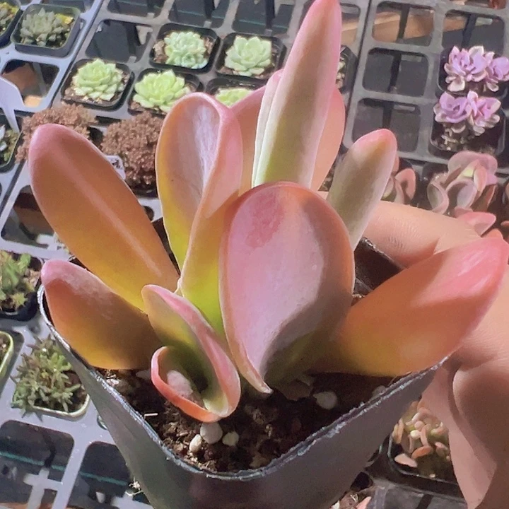 火狐狸精品多肉植物大战