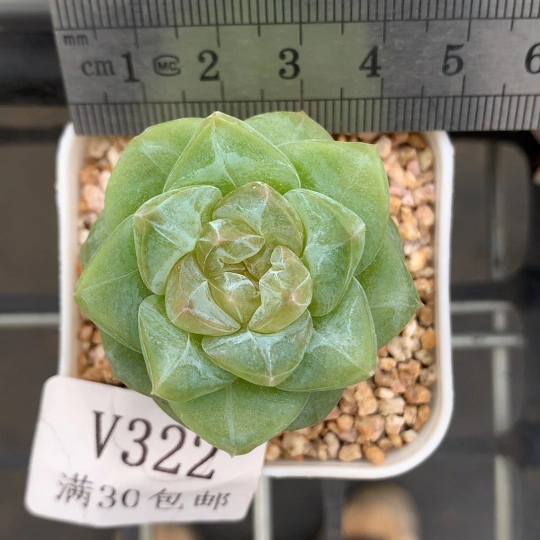 322。荔枝珍妮。糖心多肉。