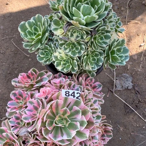 842两颗法师多肉植物