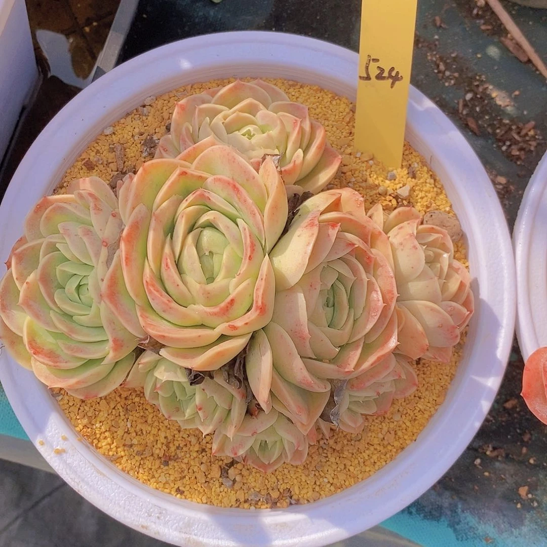 用****4524多肉植物老桩