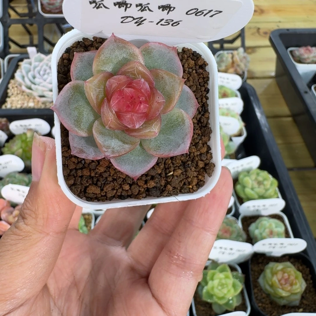 0617-136-芳草混单头