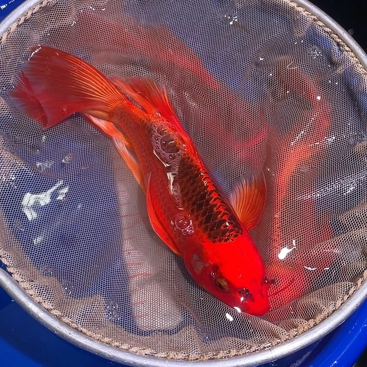 蝴蝶里冷水观赏鱼