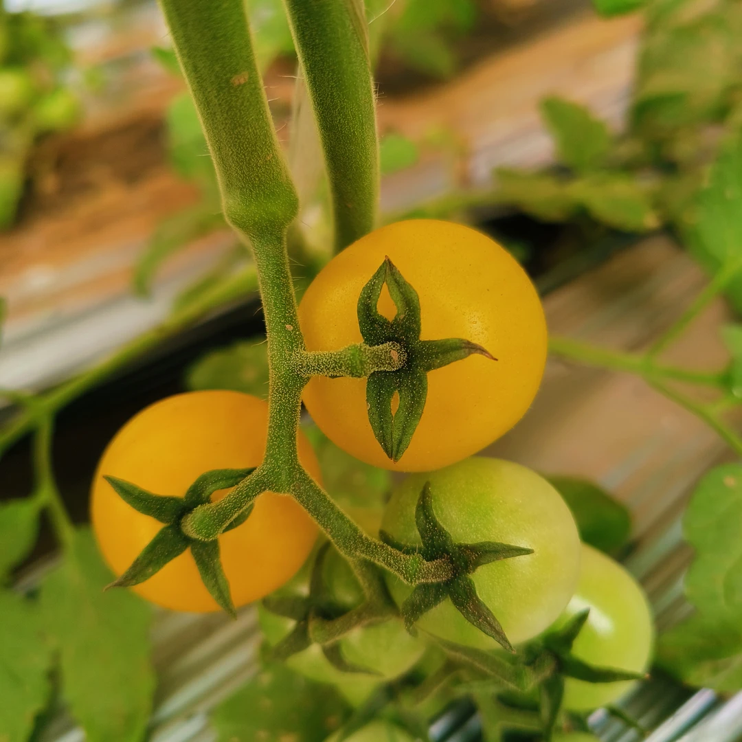 陕西省泾阳县云阳镇的黄色圣女果，皮薄软糯，酸甜可口。