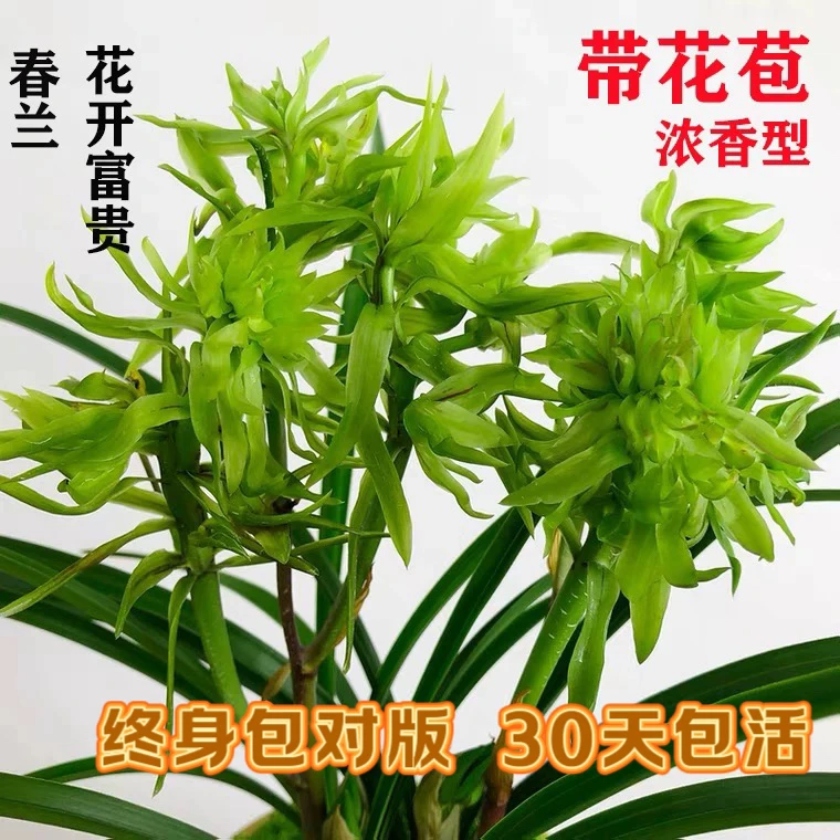 花开富贵春兰兰花苗浓香好养春冬带花苞花卉绿植正品包对版奇花