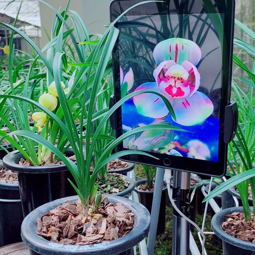 当前无花栽培后可以开花