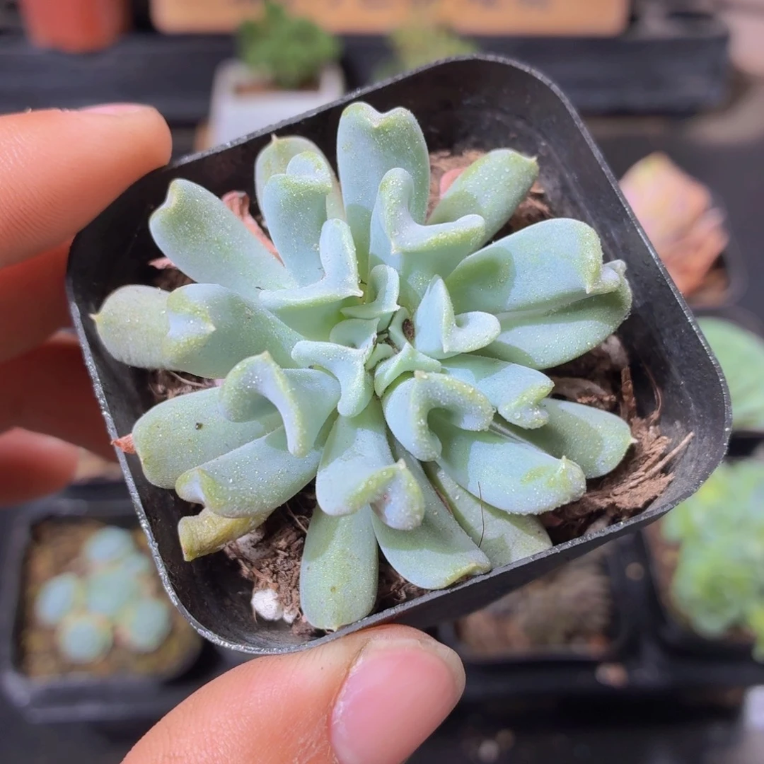 特玉莲多肉9.9包邮发货