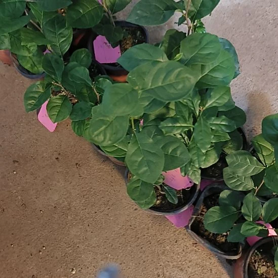 无花朵玫瑰38.8嫁接