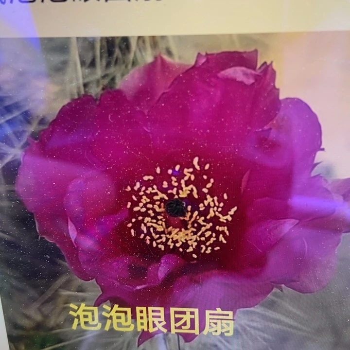 出针鼠泡泡眼掌片一片20米