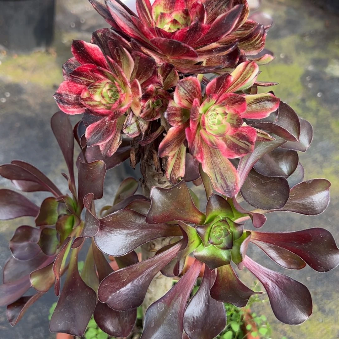 金***姑142伯爵嫁接多肉多肉多肉