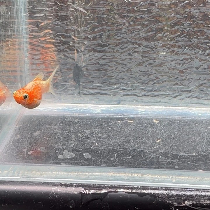 孔雀鱼玛丽鱼一条崽