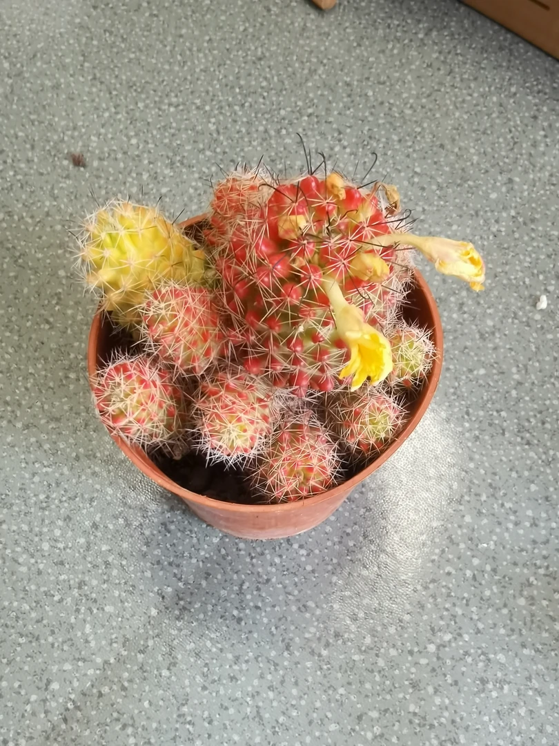 红娜丸仙人球稀有品种直径9厘米左右越晒越红防辐射，脱土裸根发货