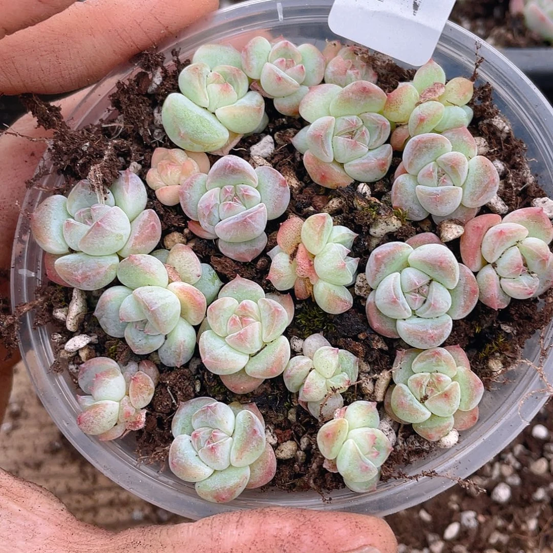 多肉植物多肉植物470