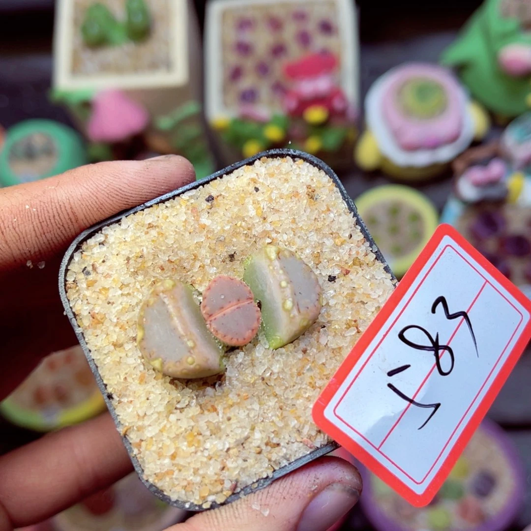 583生石花带盆发