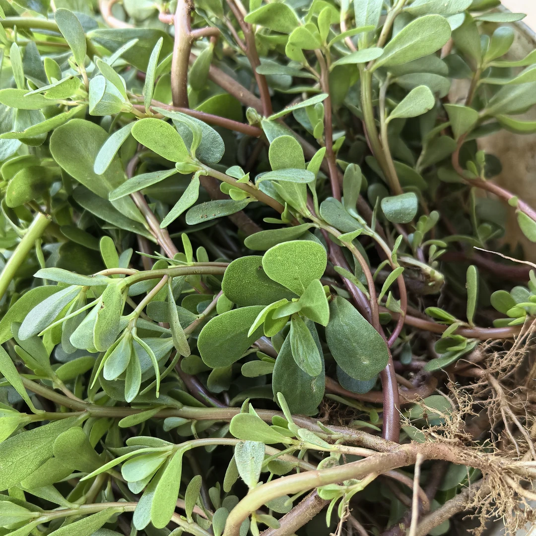 新鲜马齿苋菜长寿菜时令野菜凉拌食用现挖现发