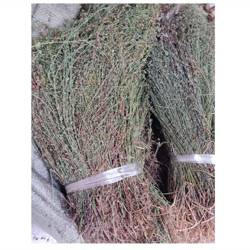 野生田基黄 地耳草 清热 黄花草雀舌草新鲜晒干货田基王中药材