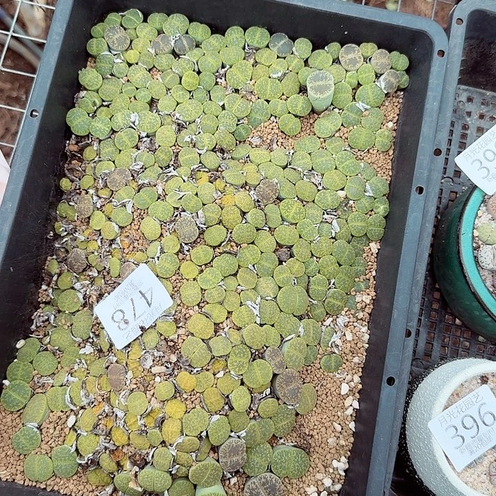 这个点睡一回是为了睡懒着478