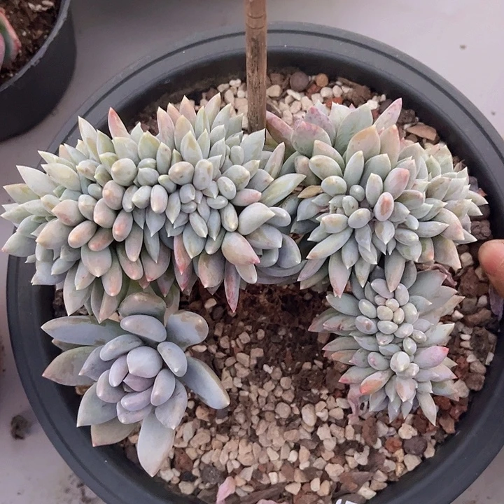 胖美人缀04170多肉植物